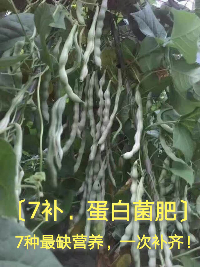 芸豆使用效果图