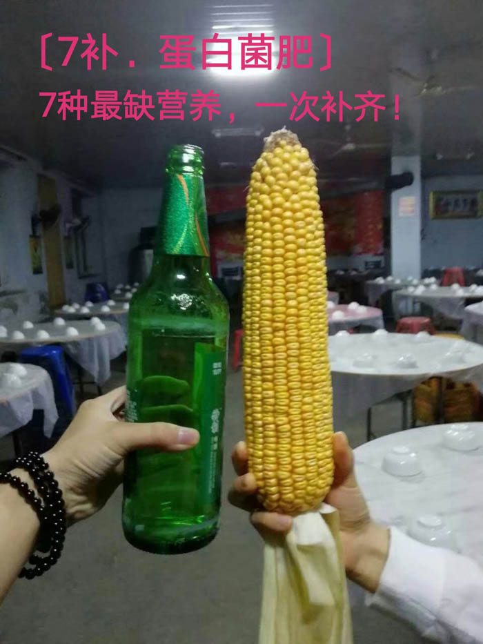 玉米使用效果