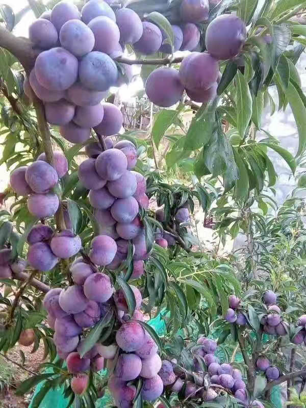 李子使用效果