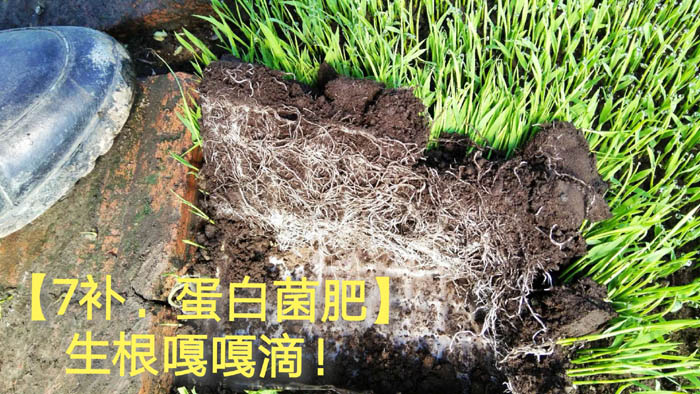 生根效果嘎嘎滴